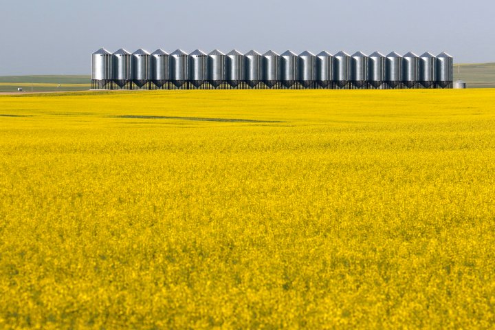 Drought shrivels Canada’s wheat crop to 14-year low, canola to 9-year low