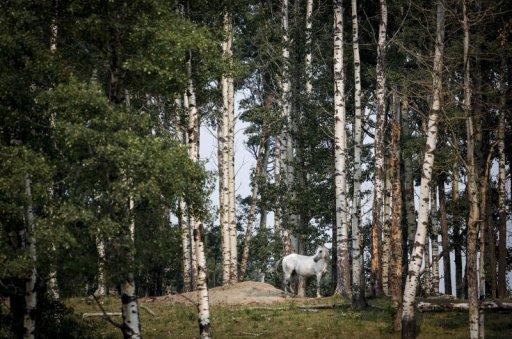 A horse named Czar standsat the burial mound where horses Jacinto and Mowgli are buried after being killed by lightning near Sundre, Alta., Thursday, Aug. 5, 2021.