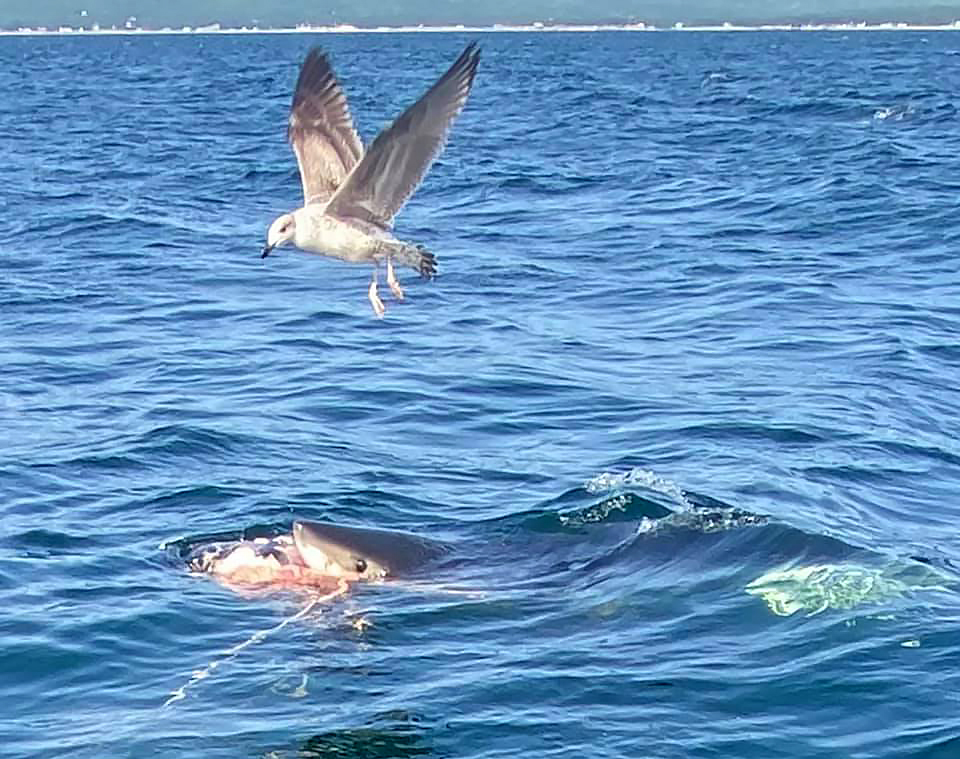 A shark photographed, shown in this image provide by Falyn Chiasson who was aboard the whale watching tour, nibbling and then vigorously chewing a seal carcass several kilometres off the Cape Breton coast has been identified by a marine biologist as the latest sighting of a young great white. 