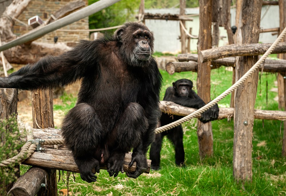 Chita the chimpanzee, left, is seen on his 39th birthday at the Antwerp Zoo in Belgium.