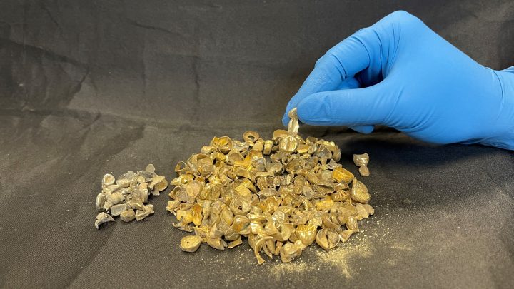 Vancouver police recovered $12,000 in dental gold. 