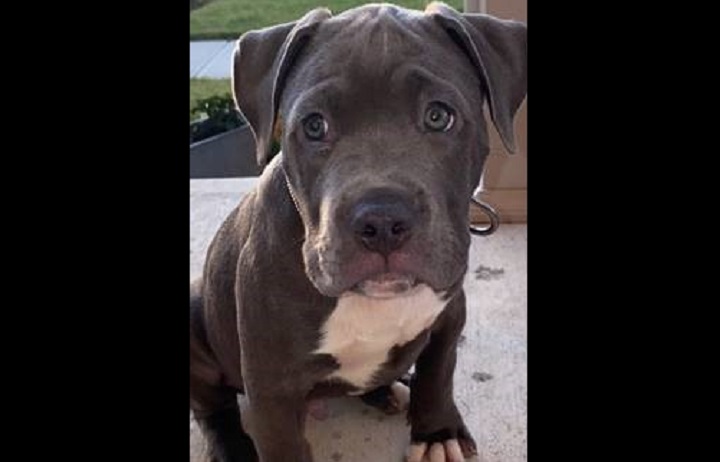 Police said the dog responds to 'Dreams or Dreamy.'.