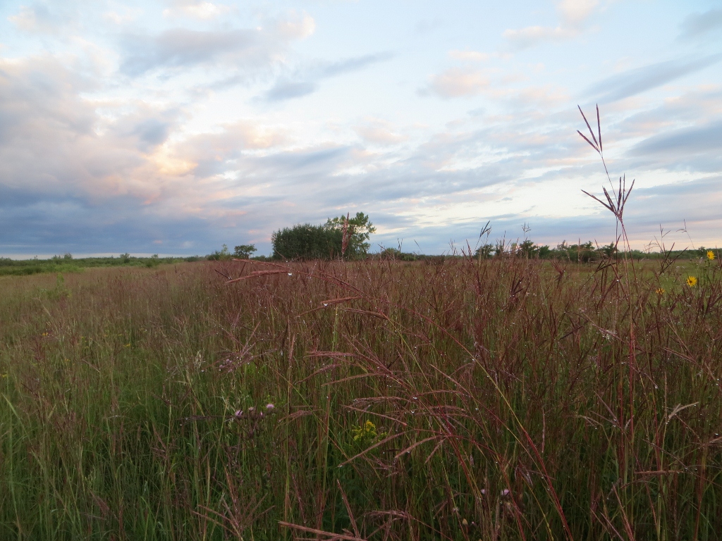 Tall grass prairie.