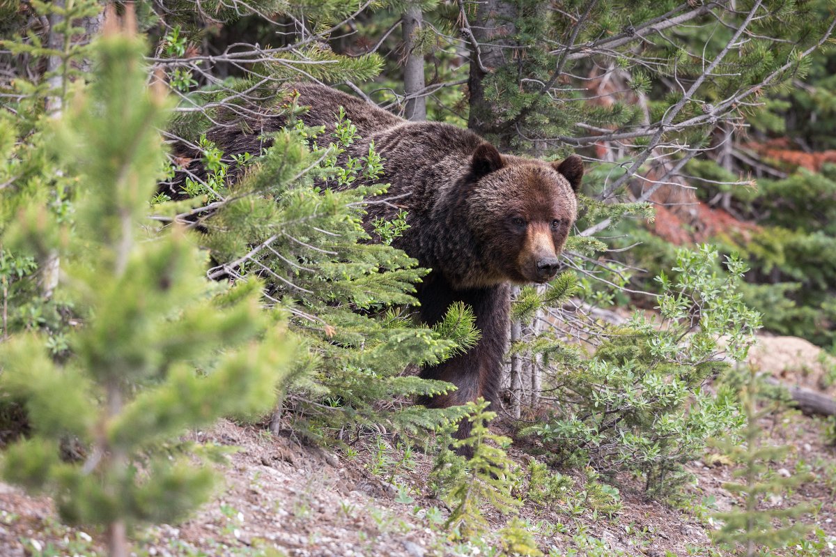A grizzly bear sow appears out of the forest in Kananaskis Country, Alta.