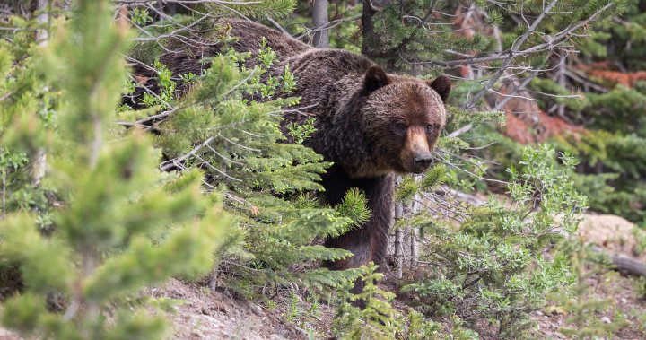 El ataque de un oso grizzly envía a una persona a un hospital en North Kimu