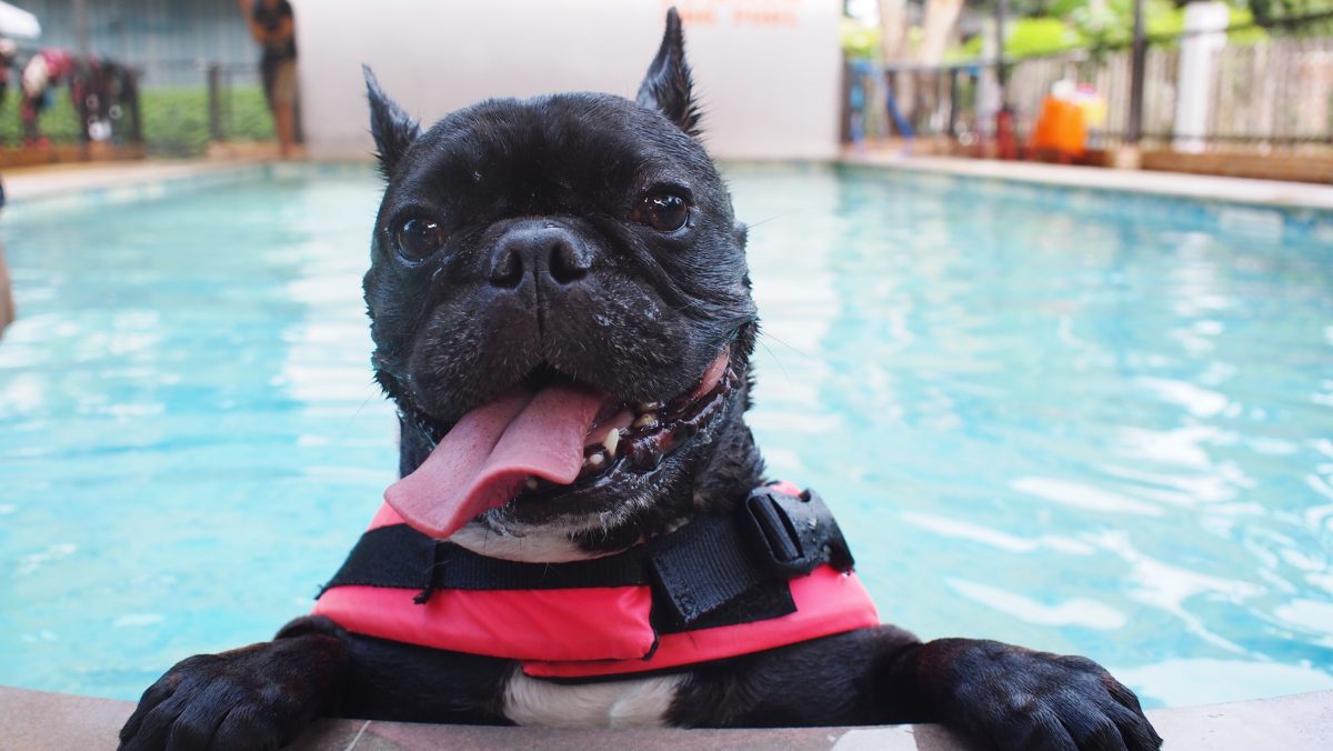 The City of Guelph is hosting a pool party for dogs on Labour Day.