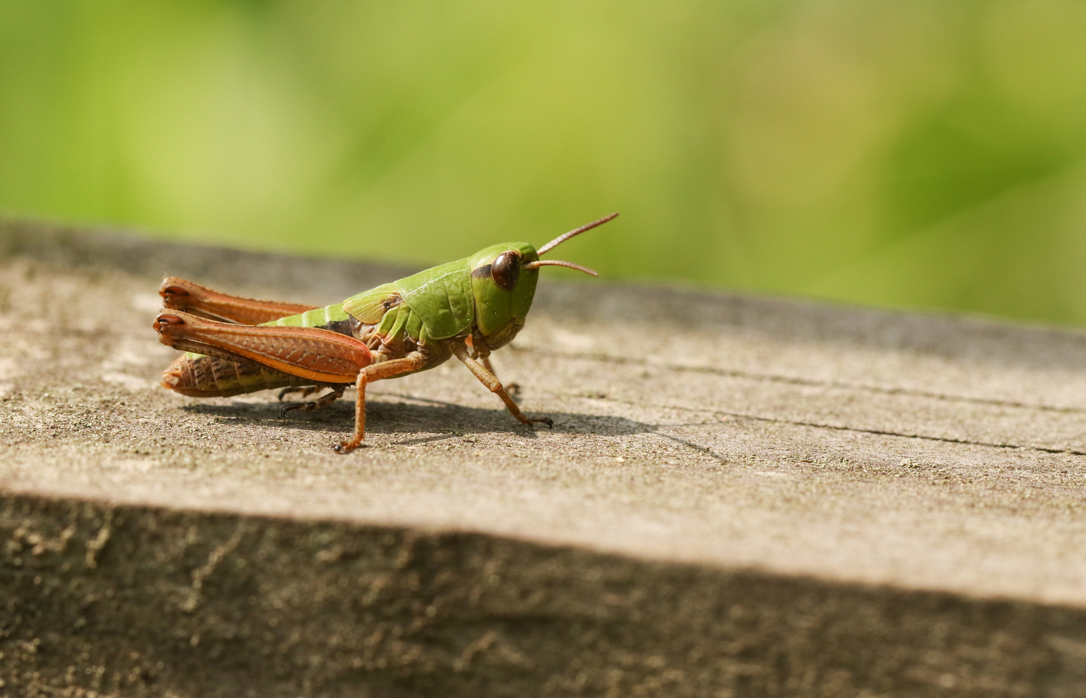 Grasshopper Problems? - Russell Feed & Supply
