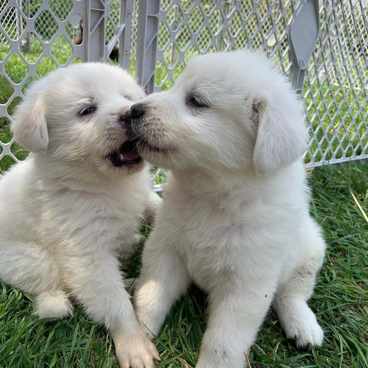 The owners of an alpaca farm say two Great Pyrenees puppies from their litter of nine are missing.