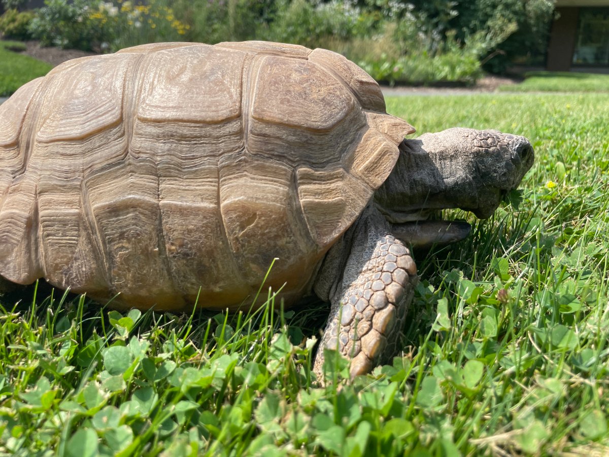 Famous Haligonian Gus the Tortoise celebrates 99th birthday with treat ...