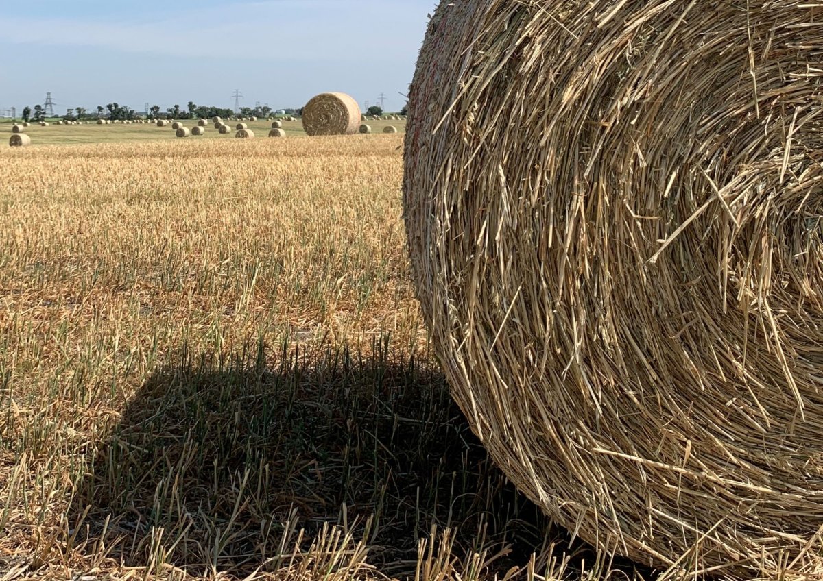 With the ongoing drought impacting crops, RCMP expects more hay thefts in southwest Saskatchewan. 