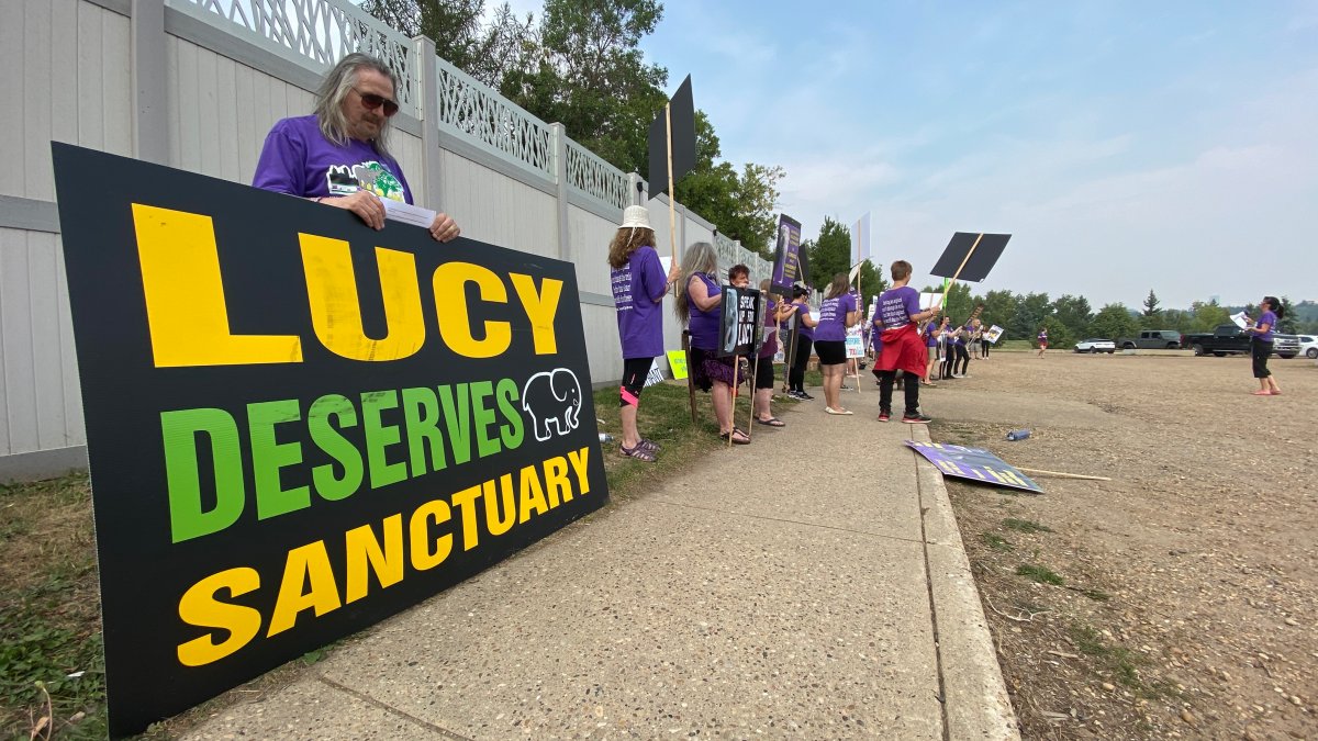Animal rights activists called for an independent health review of Edmonton Valley Zoo's elephant, Lucy August 15, 2021. 