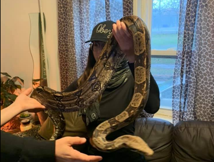 A missing Colombian boa constrictor was found inside the owner's home on Thursday.