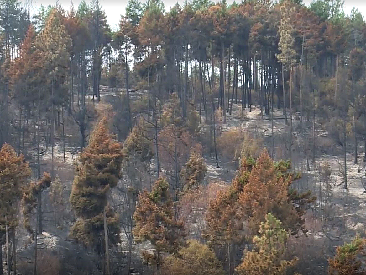 A section of forest that was scorched by the Mount Law wildfire. 