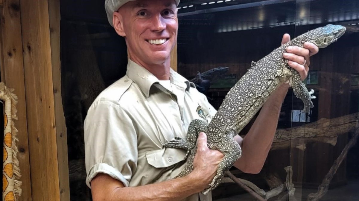 A monitor lizard held by a keeper at Little Ray’s Nature Centre. The reptile was found after  believed to have escaped the Hamilton facility on June 21, 2021. 