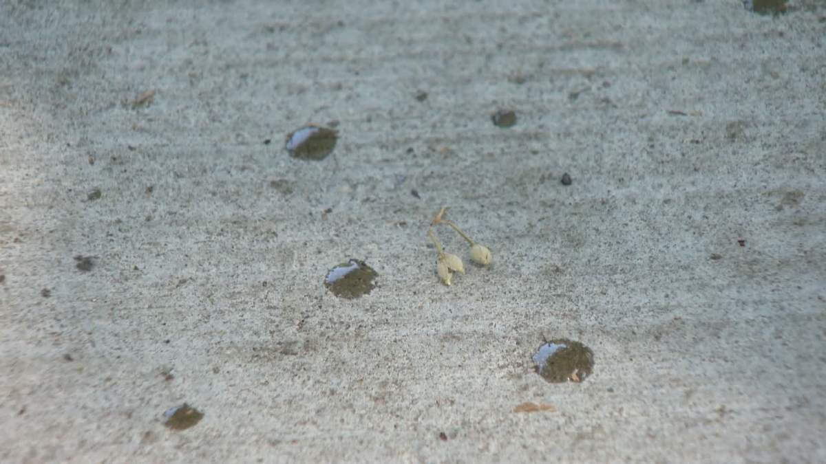 The honeydew pools up on the leaves of elm trees before dropping down onto whatever lies below.