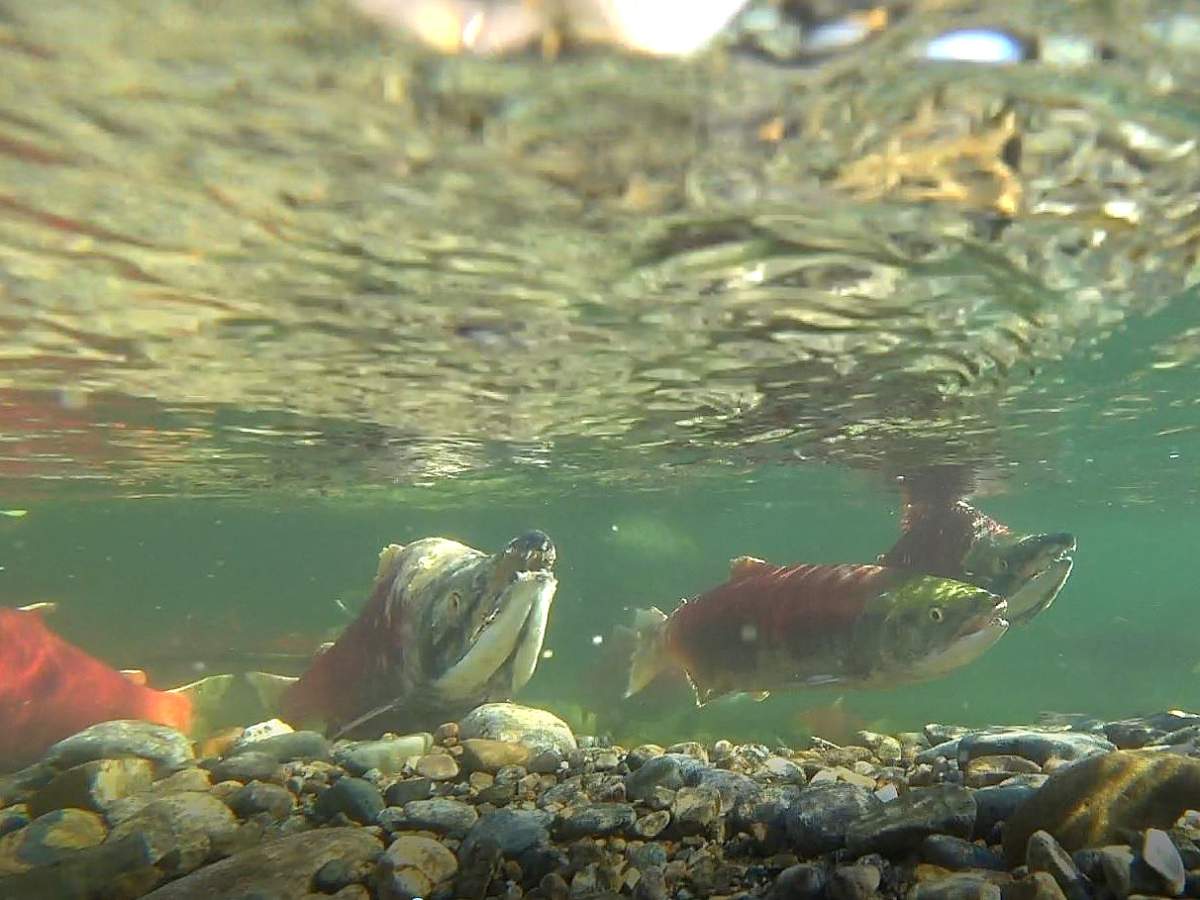 A water restriction order has been issued in the Salmon River and Bessette Creek areas. The order was issued to ensure the survival of aquatic species, including salmon.