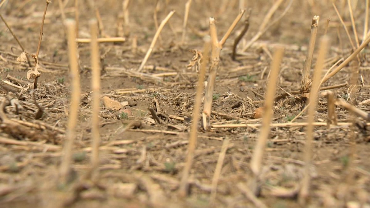 Many Saskatchewan farmers are facing the daunting prospect of planning for 2022 with soil moisture reserves depleted and a business threatened by a dire drought.