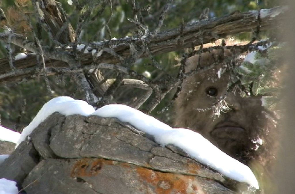 Bigfoot in Canada: Inside the hunt for proof — or at least a good photo ...