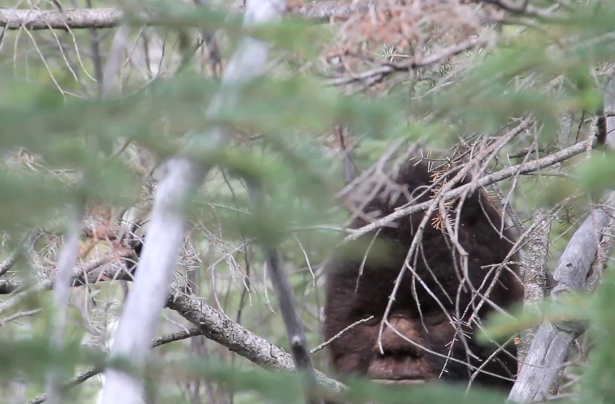 Bigfoot in Canada: Inside the hunt for proof — or at least a good photo - National | Globalnews.ca