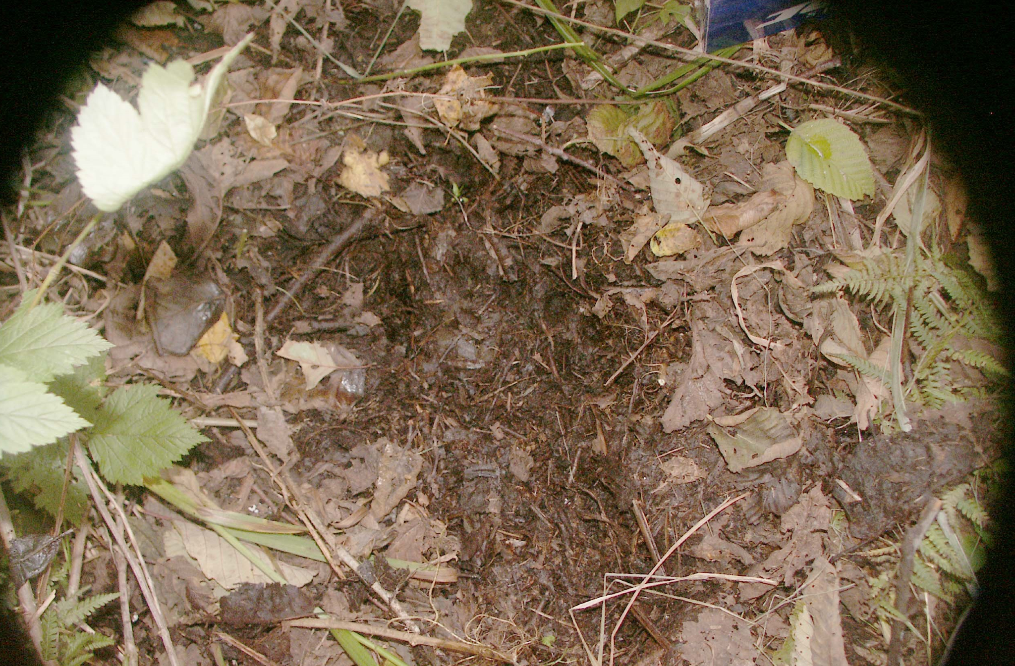 Picture of a track found by Thomas Steenburg after a bear hunter claimed one of these creatures threw a rock at him, Ruby Creek, 2008.