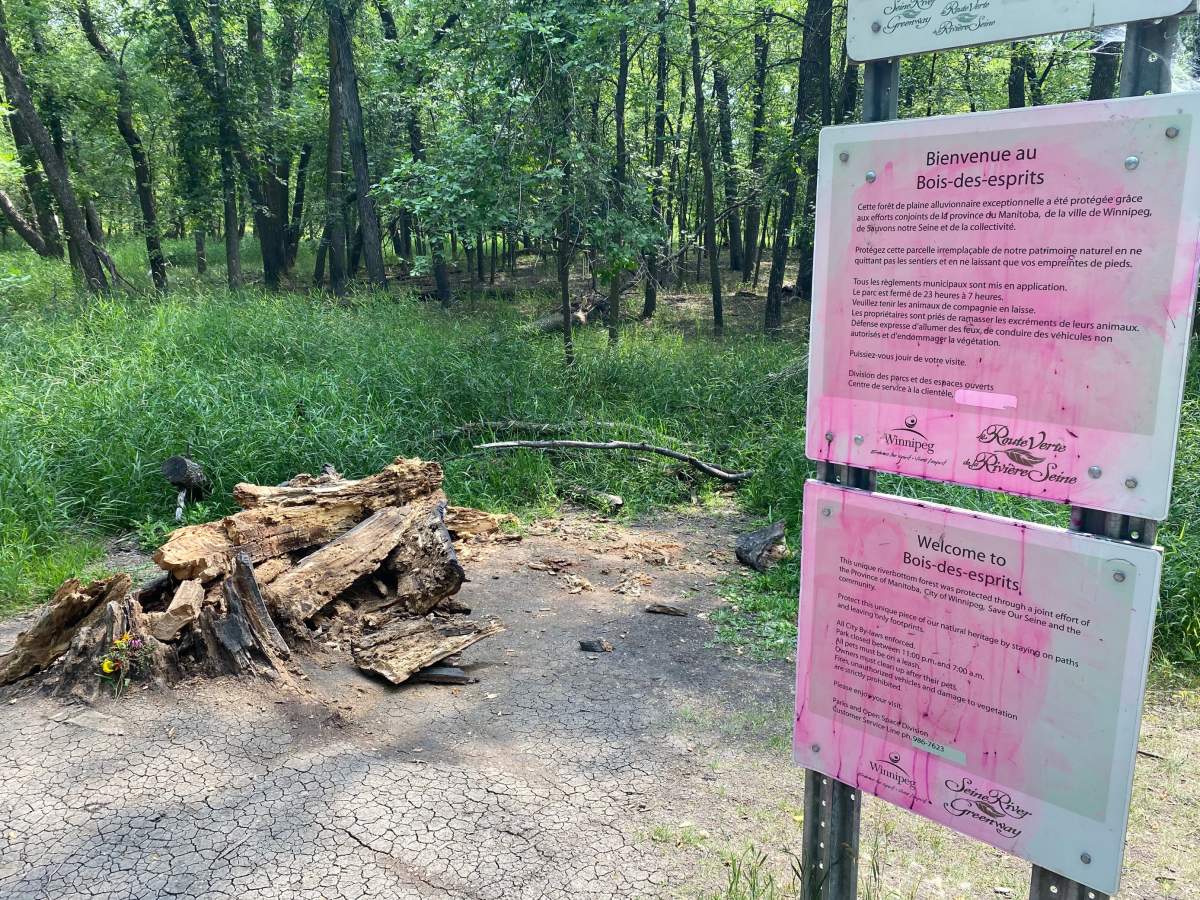 After greeting travelers in St. Vital's Bois-des-Esprit for the last 17 years, a well-known forest guide has toppled over.