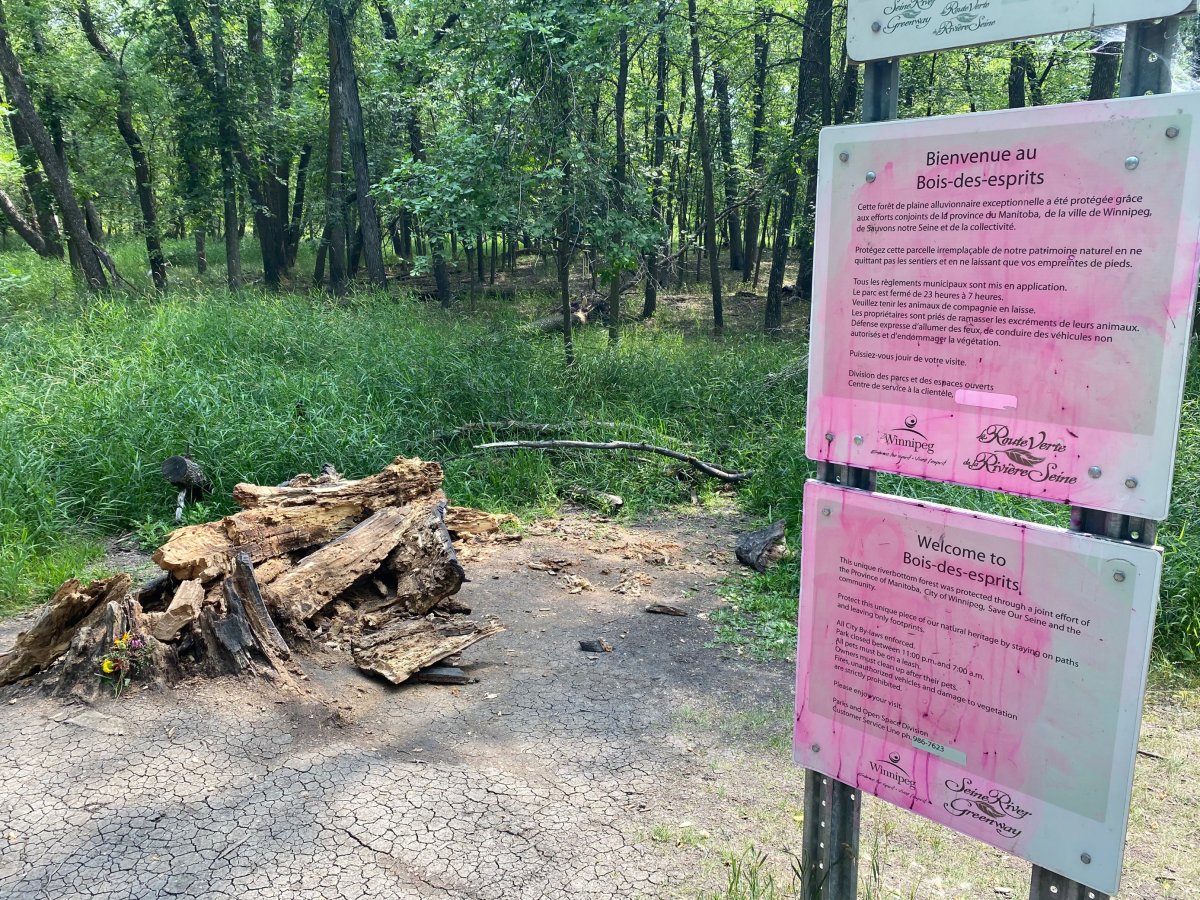 After greeting travelers in St. Vital's Bois-des-Esprit for the last 17 years, a well-known forest guide has toppled over.