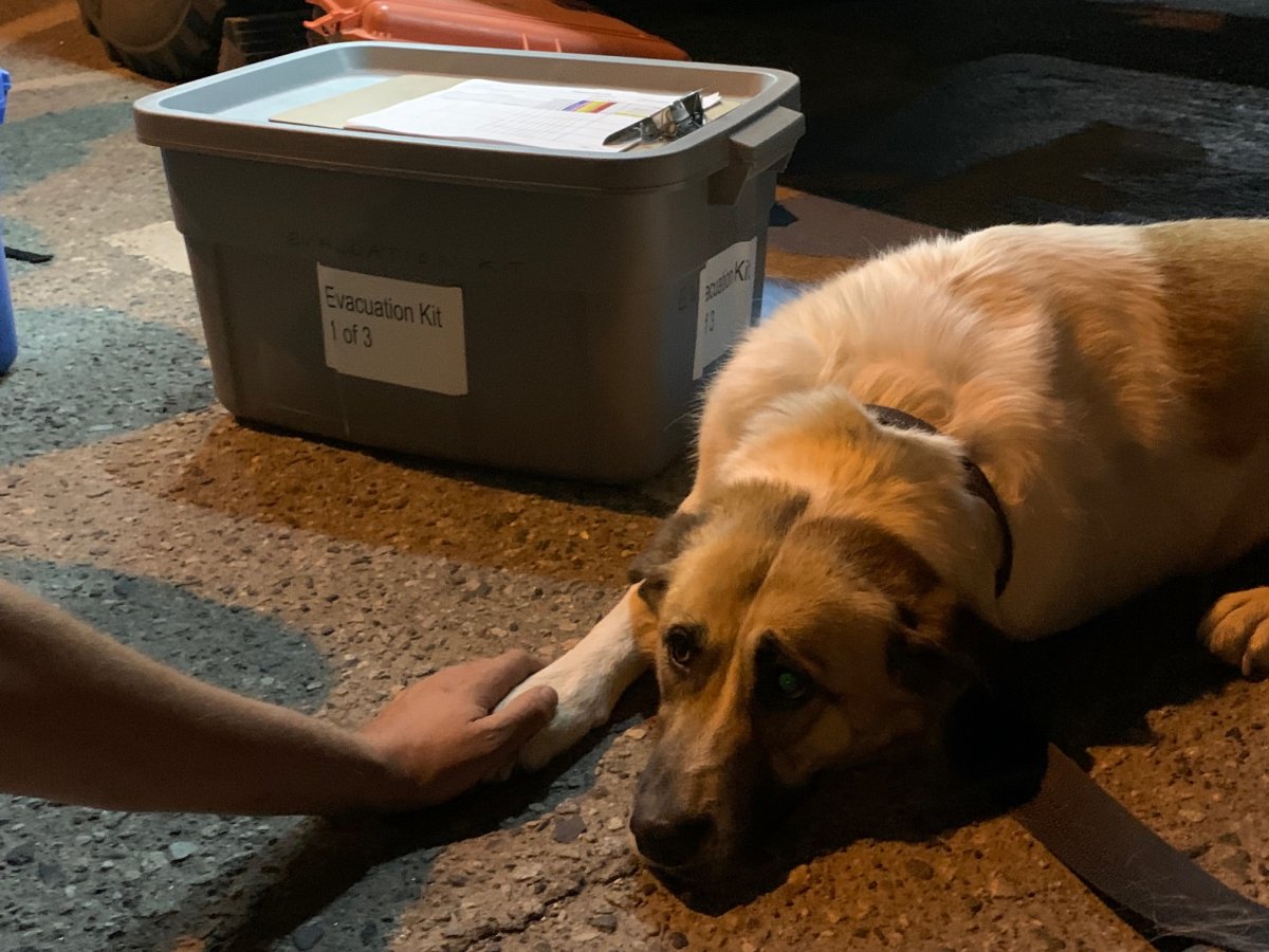 Central Okanagan Search and Rescue came to the aid of a dog, seen here, that was thrown from a vehicle during an evacuation order on Friday night. 