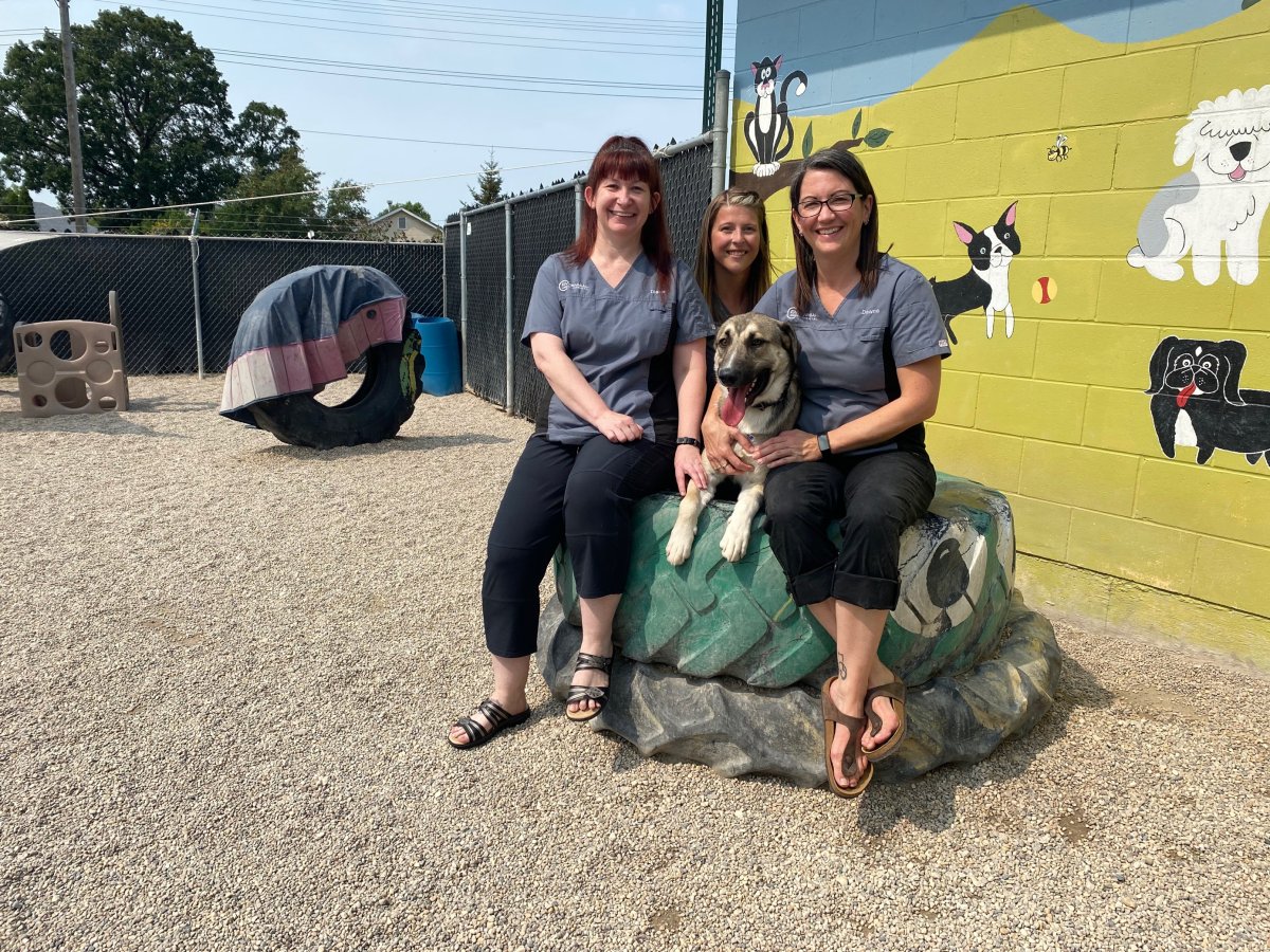 Pets left behind as their owners fled wildfires in eastern Manitoba continue to be flown to the safety of Winnipeg, but some of the focus now shifts to reuniting others with their owners.