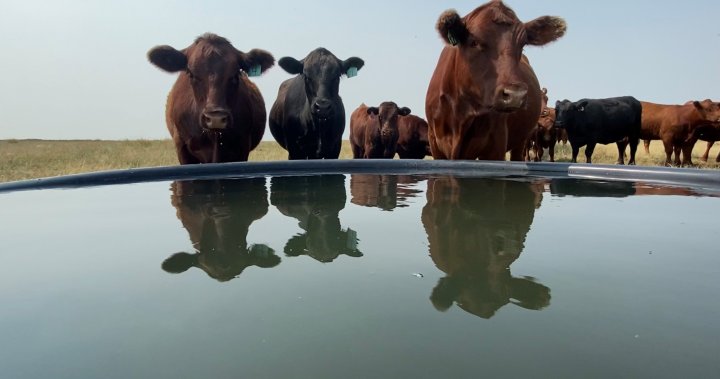 Feed shortages reaching crisis levels for Canadian cattle producers