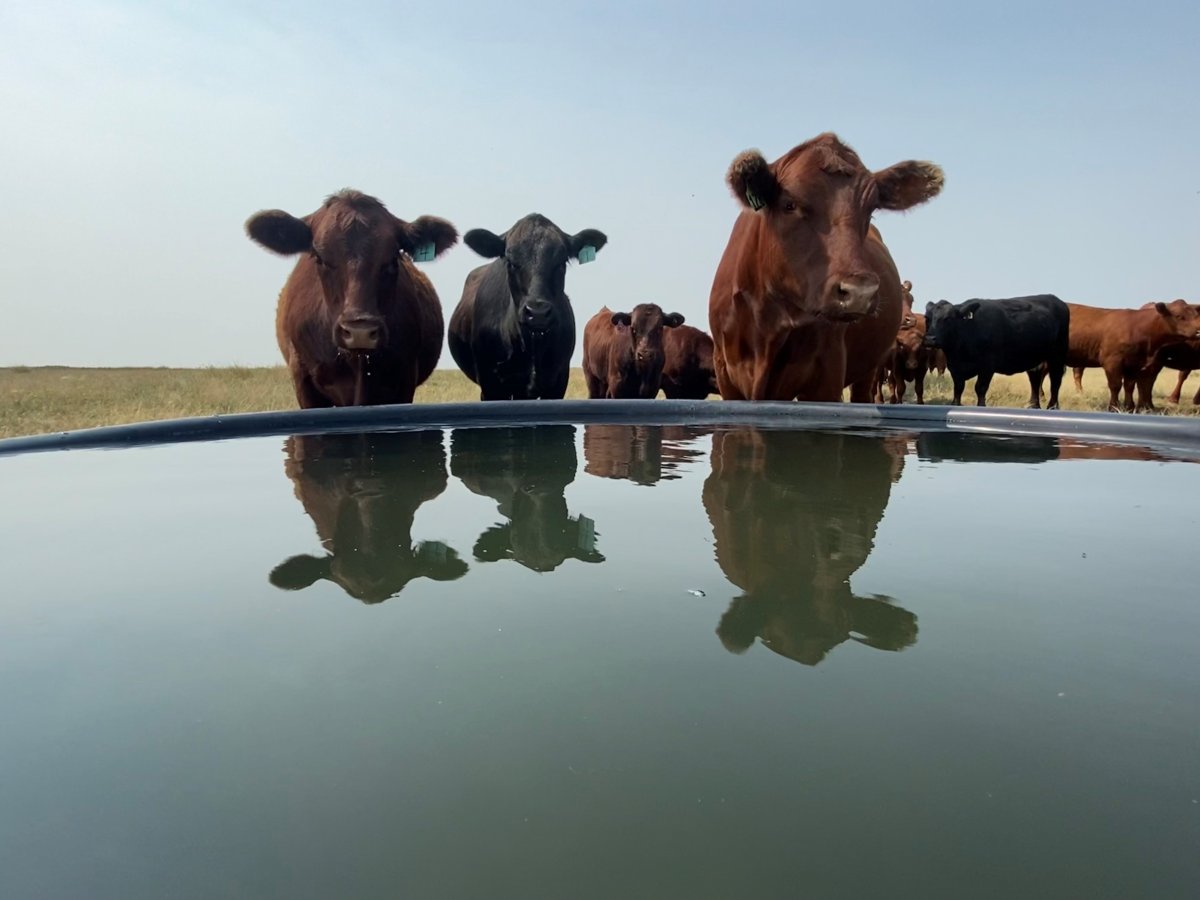 Cattle at a farm in southern Alberta drink form a water trough