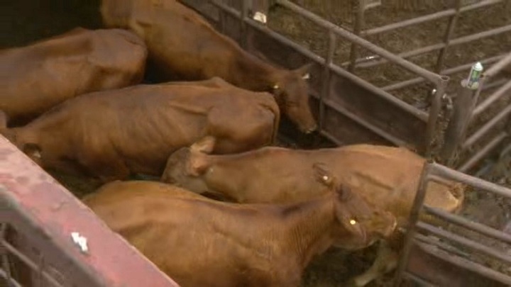 According to Lee Crowley of Heartland Livestock Services in Swift Current, they expect their handlings to double by October.