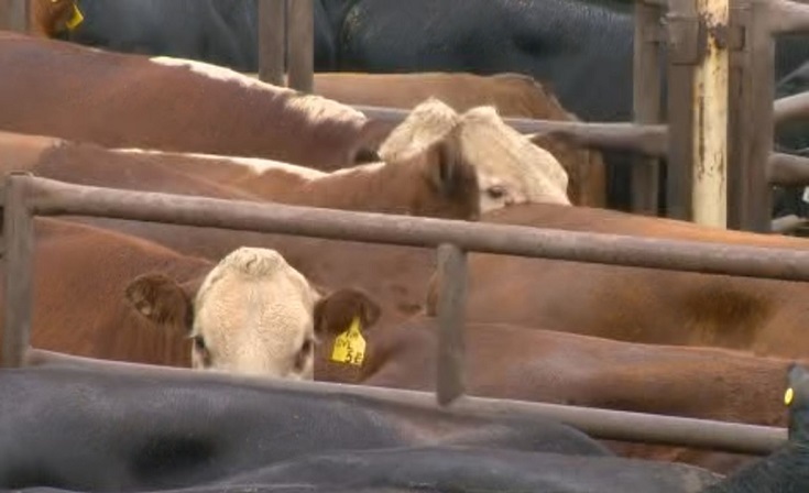 It has been a stressful year for ranchers across Saskatchewan.  Some are at a crossroads of whether they keep at it or back out of the industry altogether.