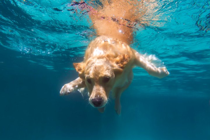 Humane society’s afternoon at the pool for pooches returns to Kitchener