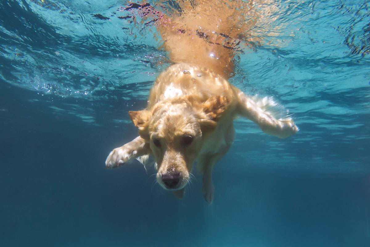 An underwater view of a dog swimming in a pool.