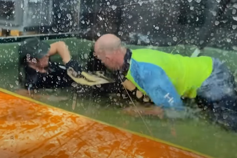 Donnie Wiseman, right, wrestles with an alligator after it grabbed its handler’s hand at the Scales and Tails reptile centre in Utah on Aug. 14, 2021.