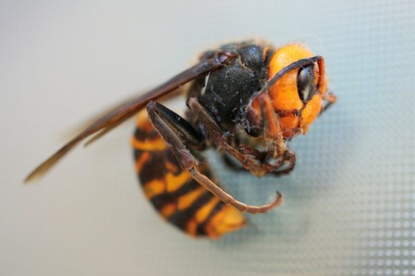 Asian Giant Hornet