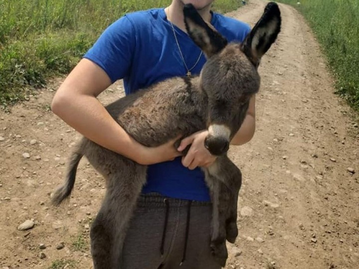 baby miniature donkey