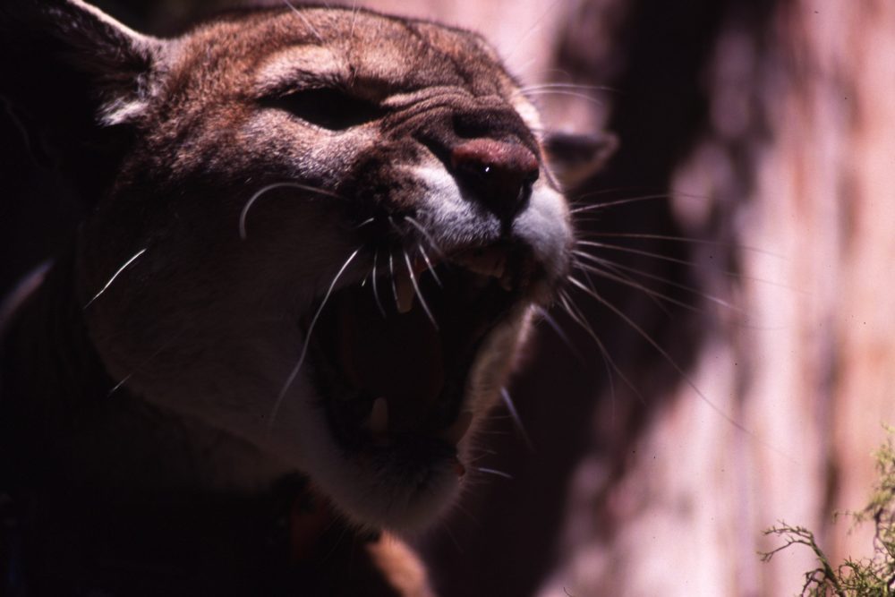 A snarling mountain lion is shown in this file photo.