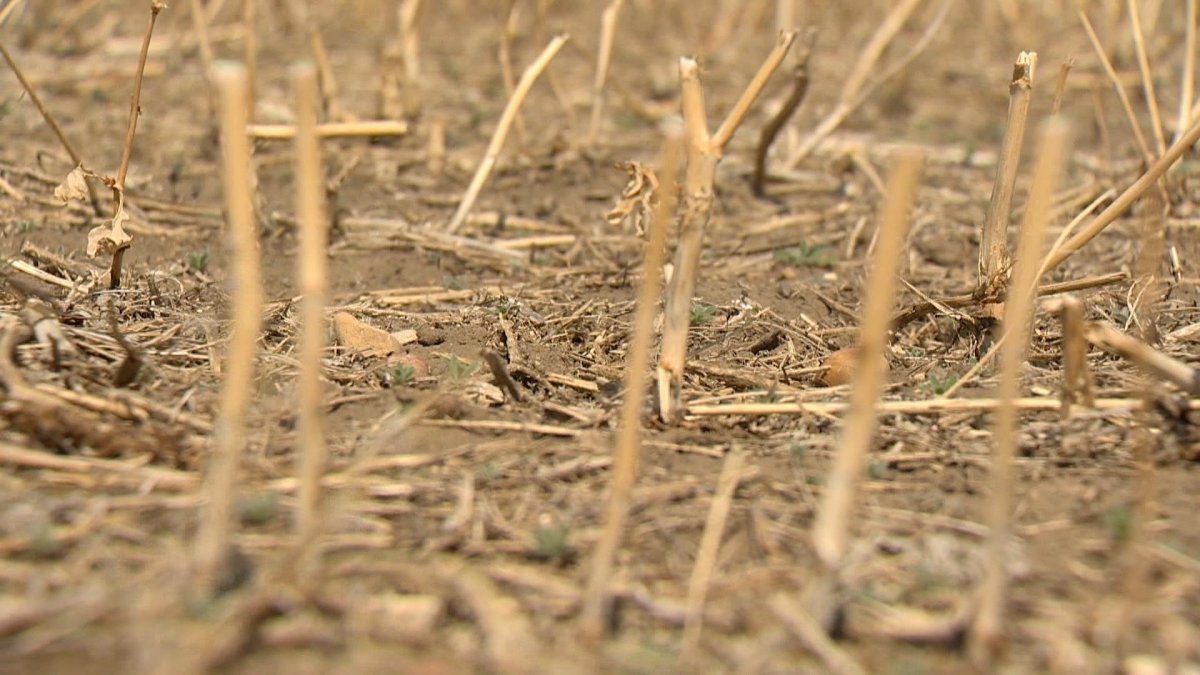 Farmers and ranchers across Saskatchewan have been calling for more government supports as they work through impacts caused by drought.