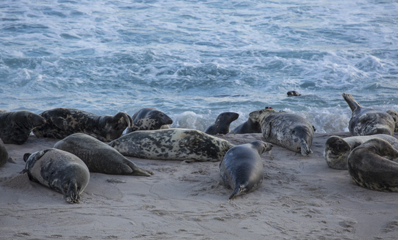 Grey seals on Sable Island (Damian Lidgard).