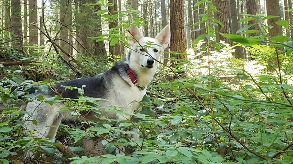 ‘Keep the car’ B.C. family pleads for return of dog stolen with their