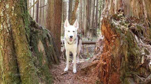 He said his father has Parkinson’s disease and relies on Kali to help keep him healthy.