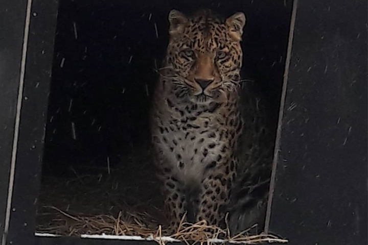 Troja, a 16-year-old leopard, is shown at the Seniorenresidenz für Showtiere in Nebra, Germany.