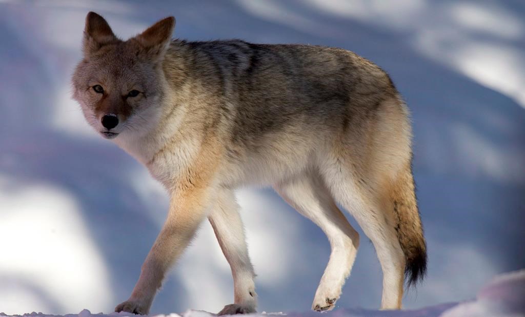 Parks Canada is continuing their search for an aggressive coyote that attacked a cyclist travelling through the Cape Breton Highlands National Park earlier this week. THE CANADIAN PRESS/Jonathan Hayward.