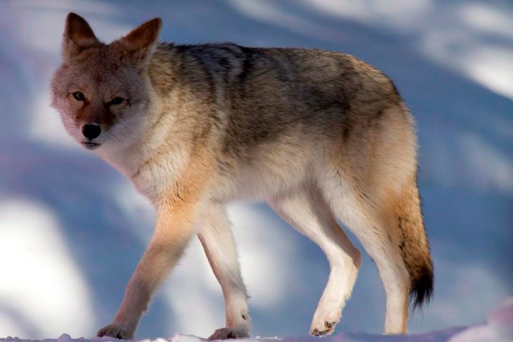 Volunteers tracking coyotes in Edmonton report spike in sightings
