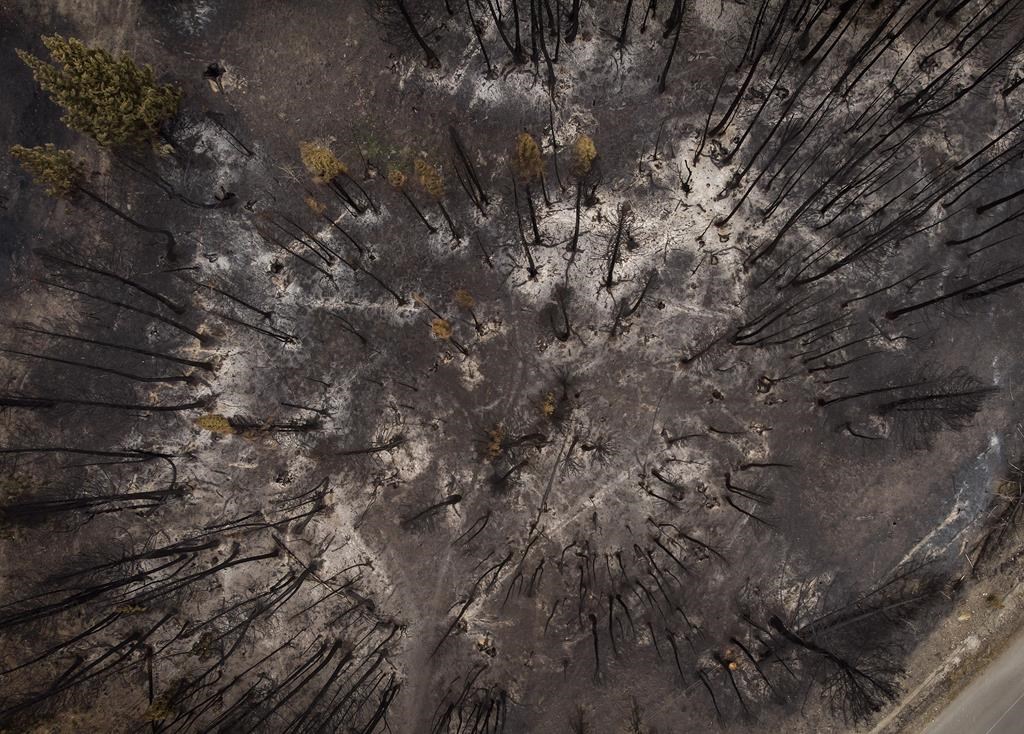 FILE. Trees burnt by the White Rock Lake wildfire earlier this month are seen, in Monte Lake, B.C., Thursday, Aug. 26, 2021.  t. 