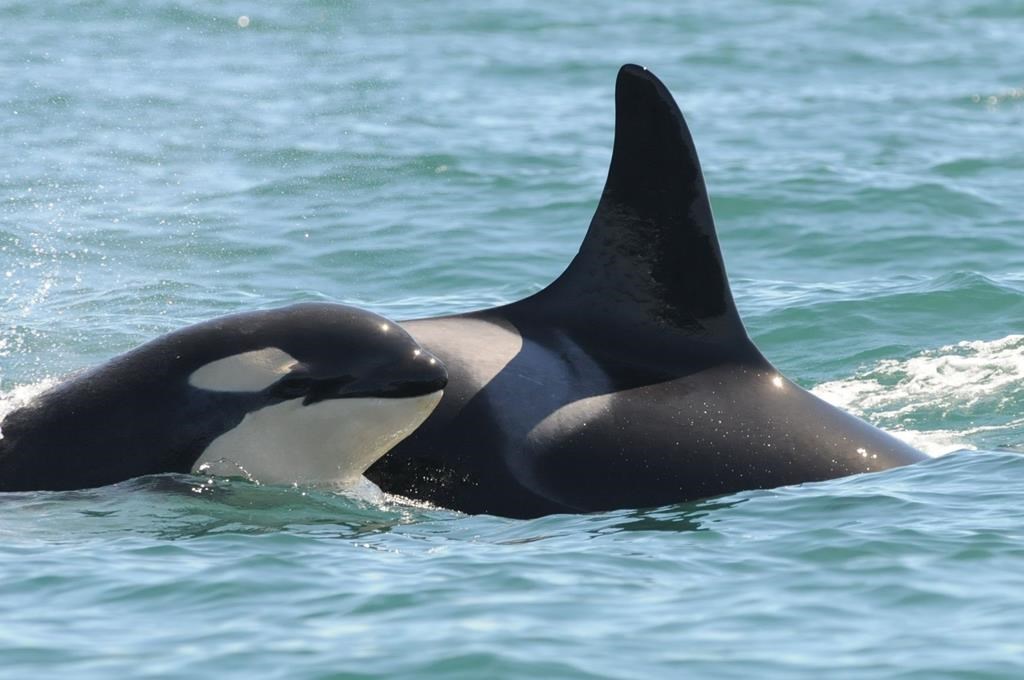 Killer whale L47, right, is shown with her youngest son L115 in this 2011 handout photo. Scientists are reporting another challenge to the population of critically endangered southern resident killer whales in the waters off British Columbia, Washington state and Oregon.