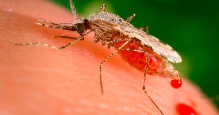 Being bitten? Observers say Lower Mainland abuzz with more mosquitoes this year