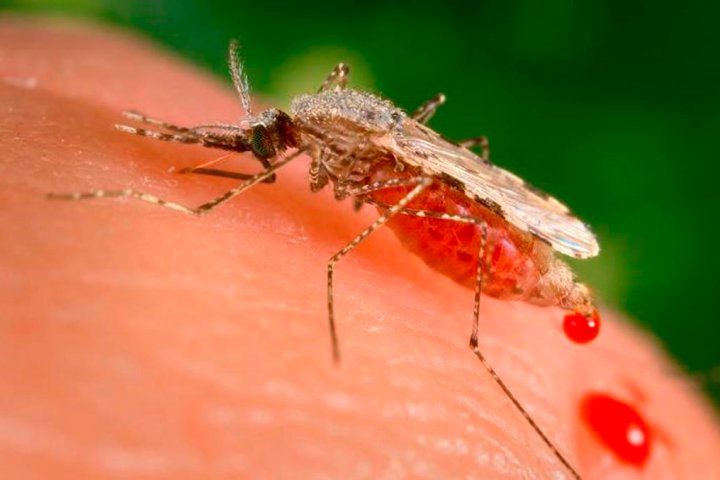 Being bitten? Observers say Lower Mainland abuzz with more mosquitoes this year