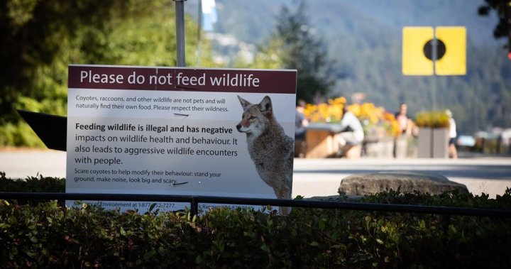 2021年，温哥华斯坦利公园一女子因喂养野生动物被罚款数千元